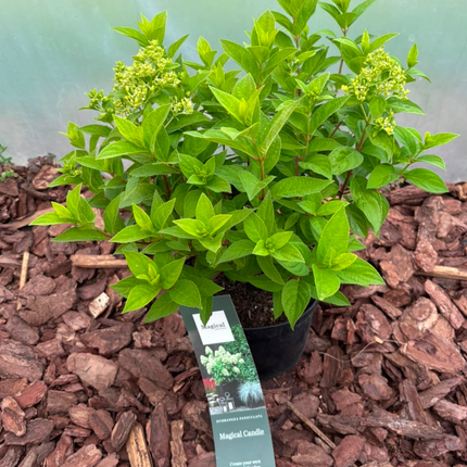 Hortensja bukietowa 'Magical Candle' (Hydrangea paniculata)