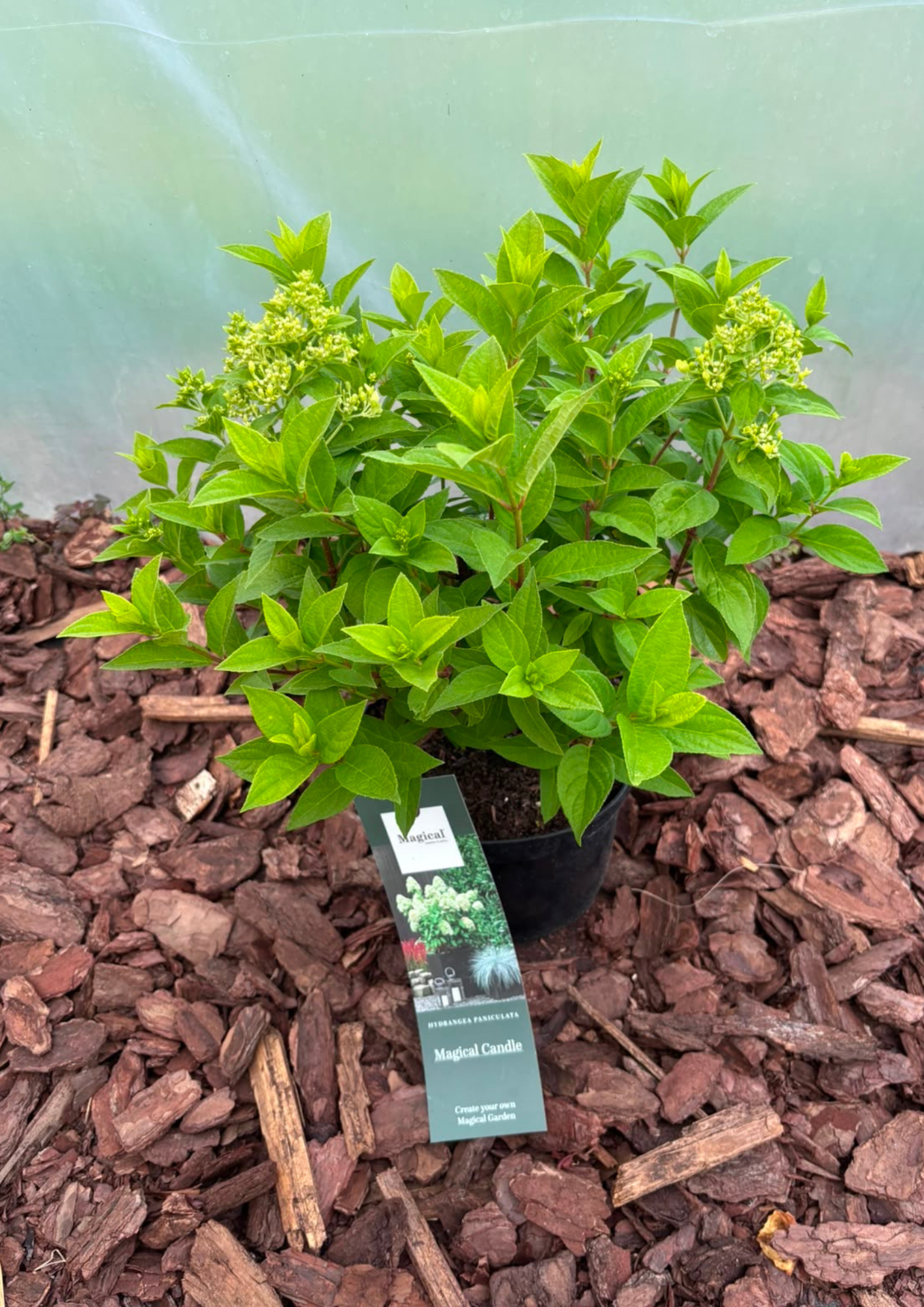 Hortensja bukietowa 'Magical Candle' (Hydrangea paniculata)
