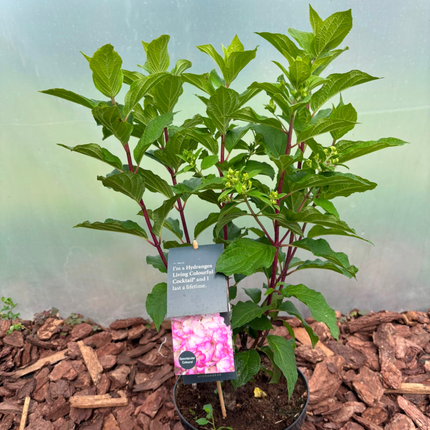 Hortensja bukietowa Living Colourful Cocktail® (Hydrangea paniculata)
