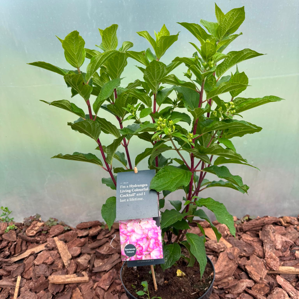 Hortensja bukietowa Living Colourful Cocktail® (Hydrangea paniculata)