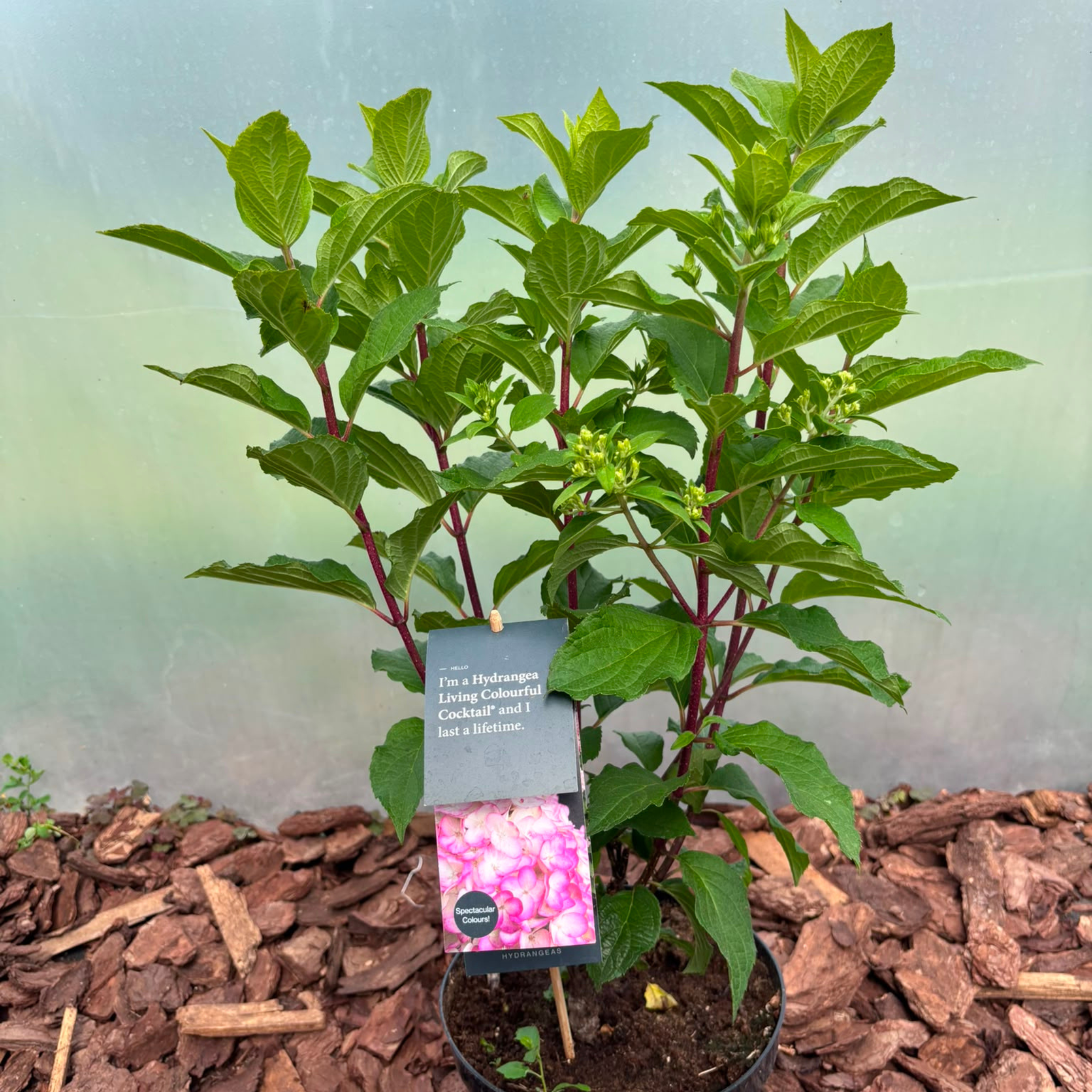 Hortensja bukietowa Living Colourful Cocktail® (Hydrangea paniculata)