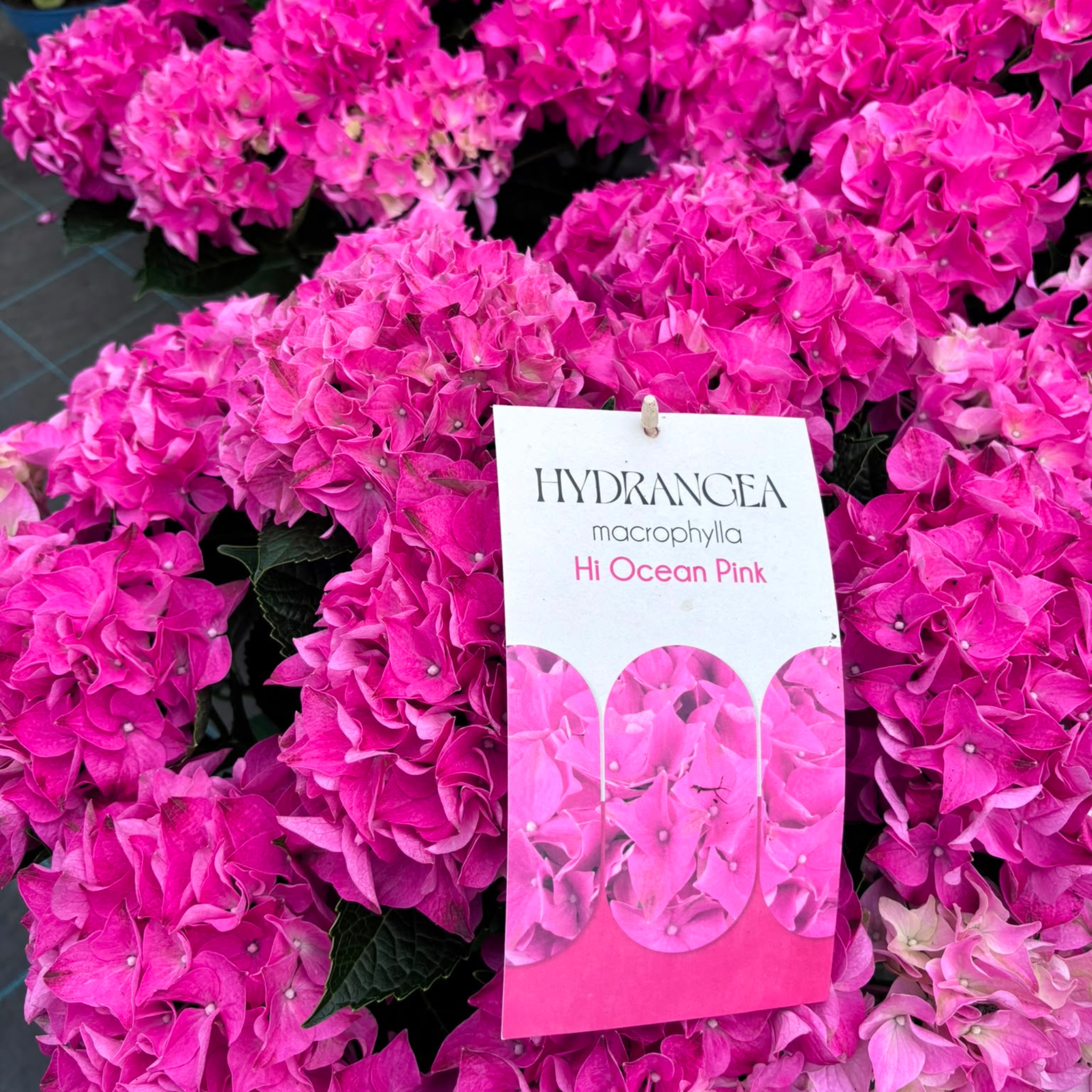 Hortensja Ogrodowa Hi Ocean Pink Hydrangea macrophylla