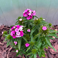Goździk Brodaty Dianthus barbatus