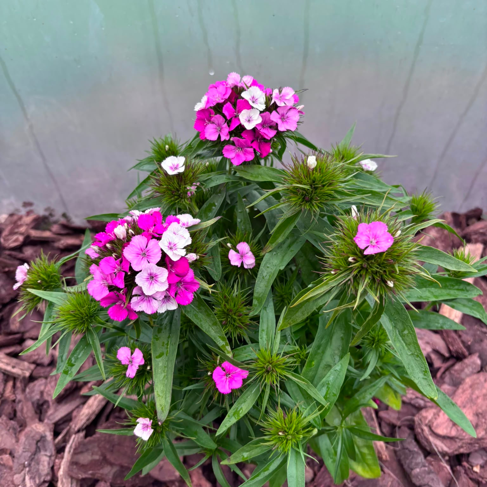 Goździk Brodaty Dianthus barbatus