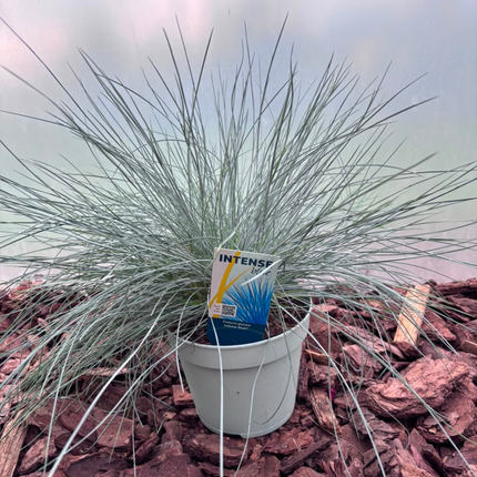 Kostrzewa Sina 'Intense Blue' Festuca glauca Intense Blue
