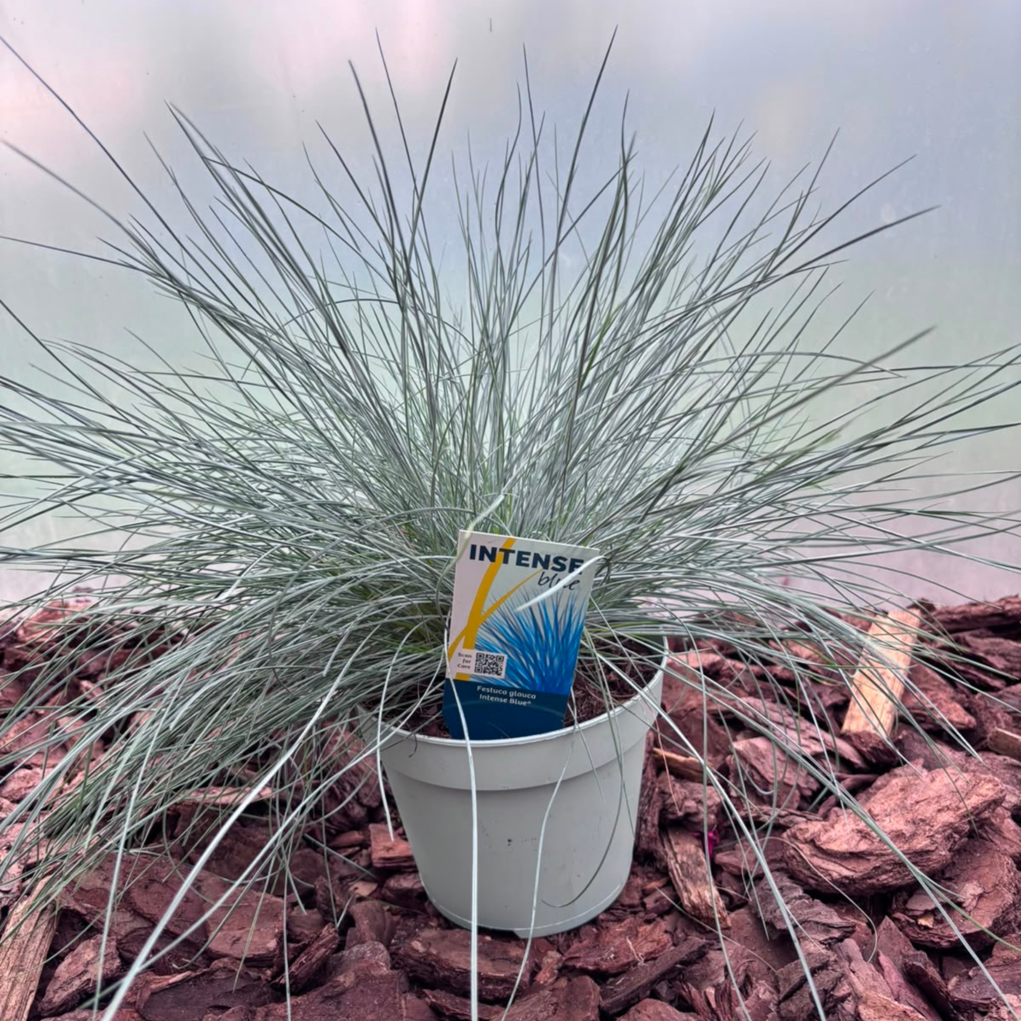 Kostrzewa Sina 'Intense Blue' Festuca glauca Intense Blue