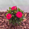 Dalia Karłowa Dahlia