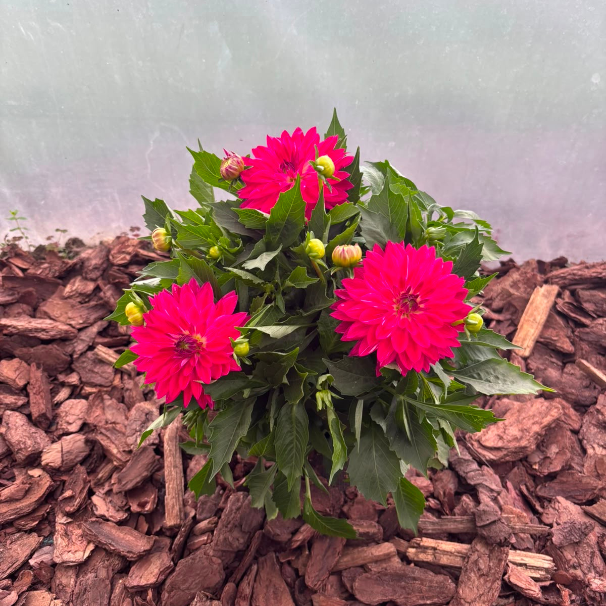 Dalia Karłowa Dahlia