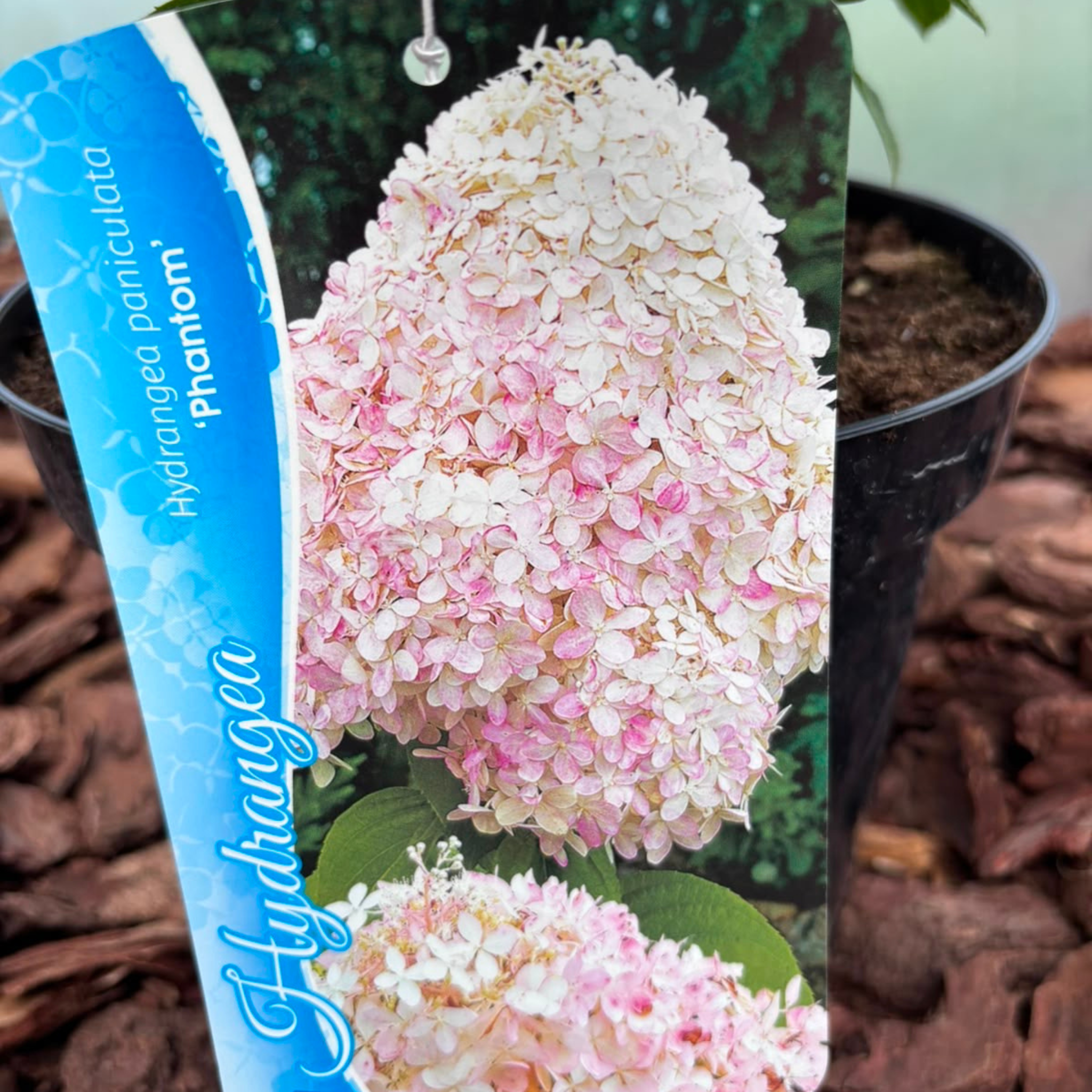 Hortensja bukietowa 'Phantom' (Hydrangea paniculata)