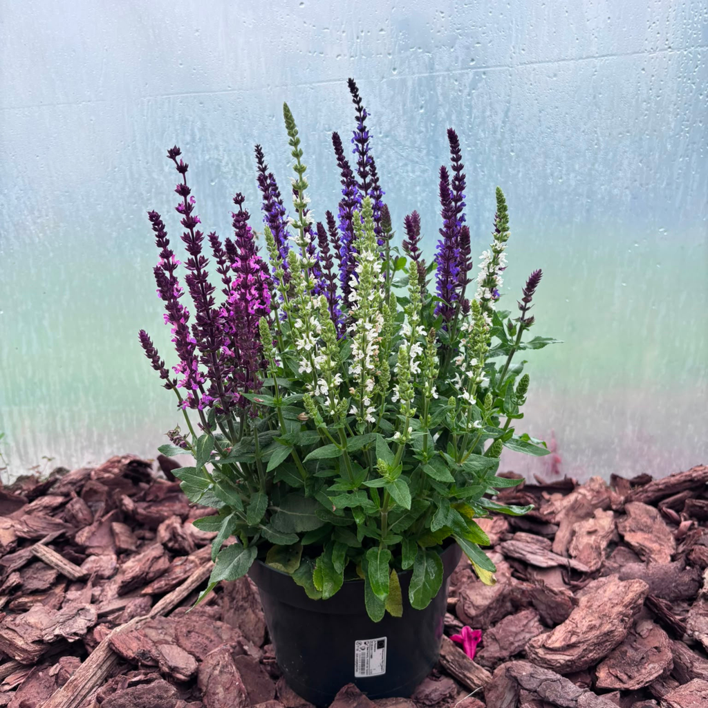 Szałwia Trzykolorowa Salvia nemorosa