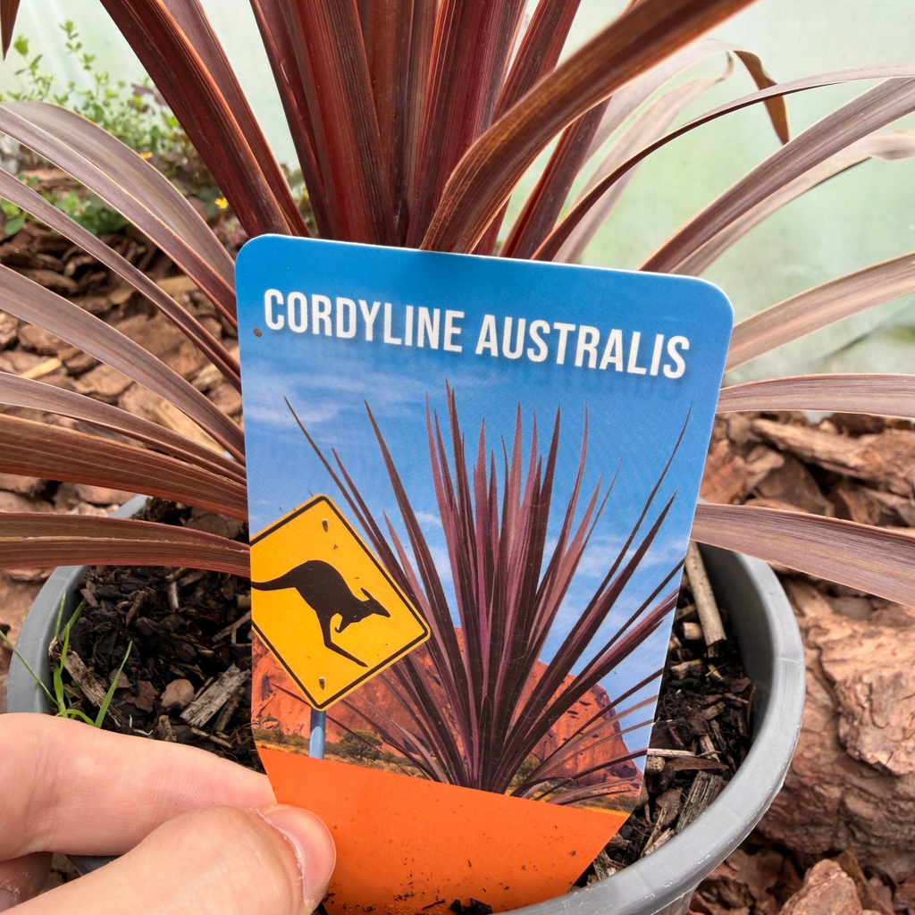 Kordylina australijska (Cordyline australis)