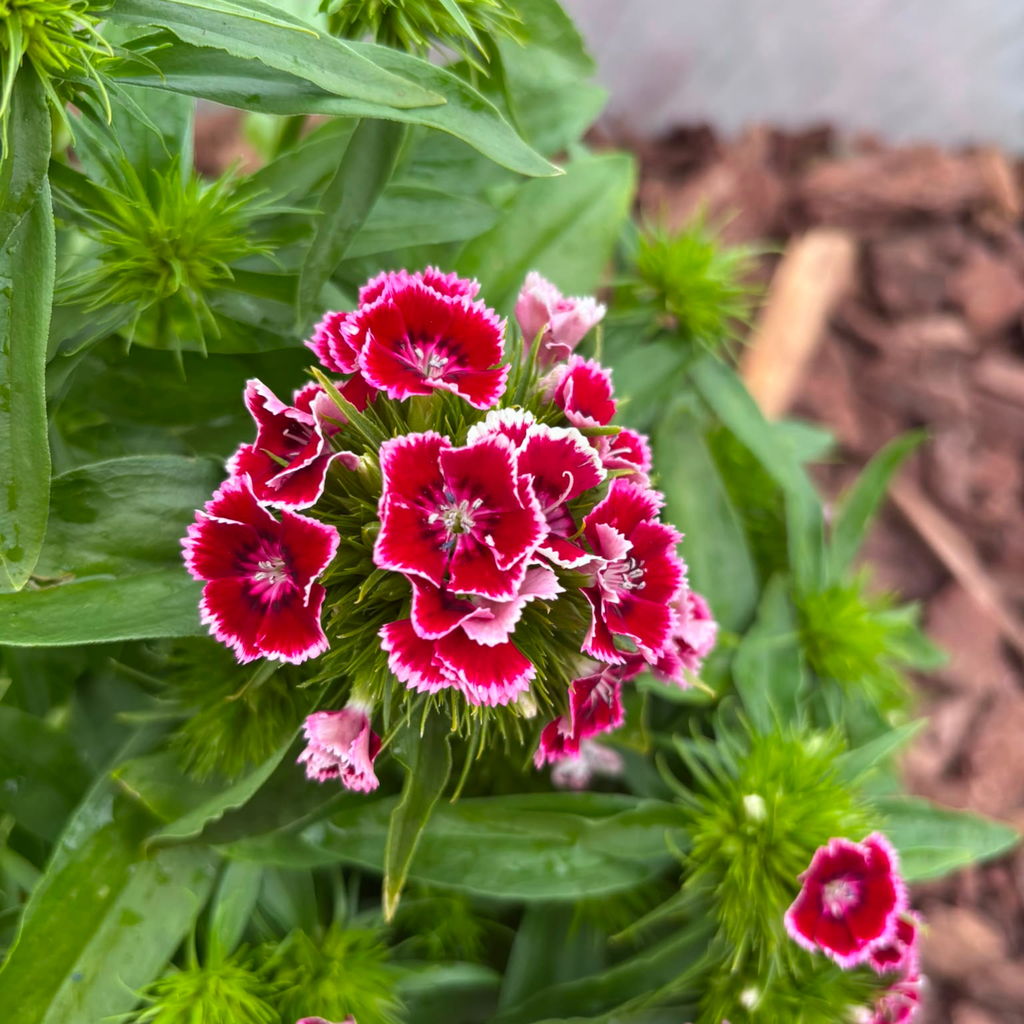 Goździk Brodaty Mix Kolorów Dianthus barbatus