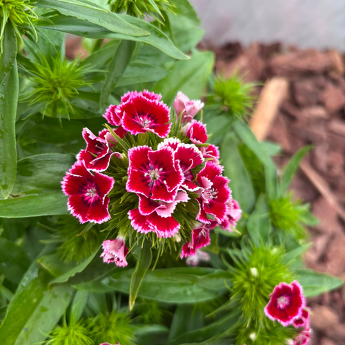 Goździk Brodaty Mix Kolorów Dianthus barbatus