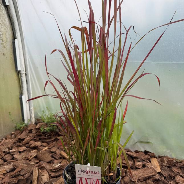 Imperata cylindryczna 'Red Baron' (Imperata cylindrica