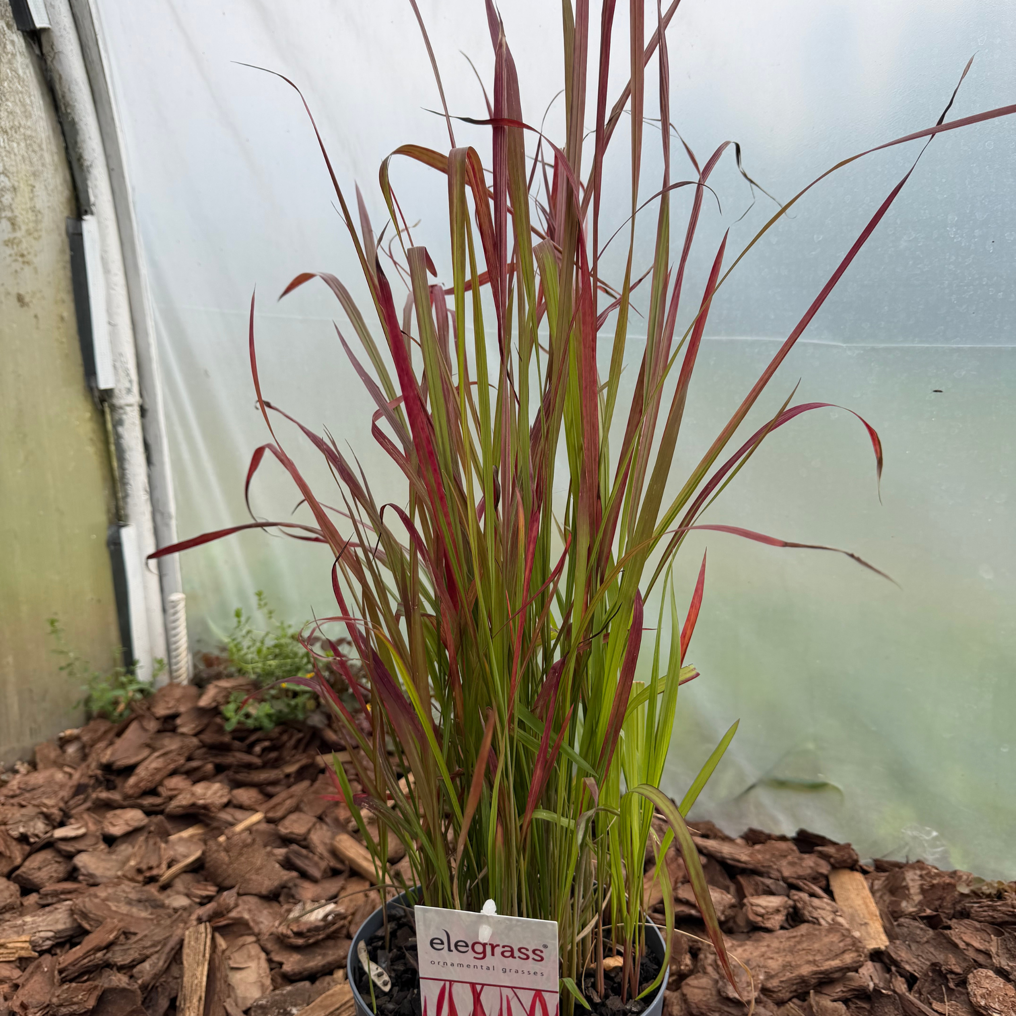 Imperata cylindryczna 'Red Baron' (Imperata cylindrica