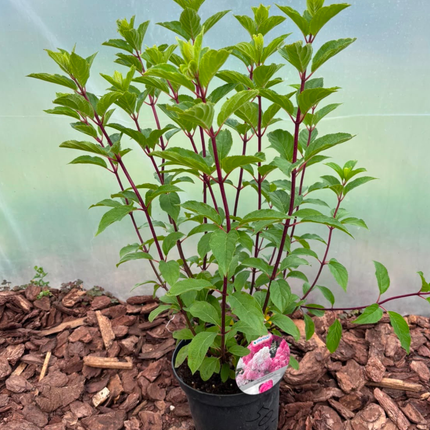 Hortensja bukietowa 'Vanille Fraise' (Hydrangea paniculata)