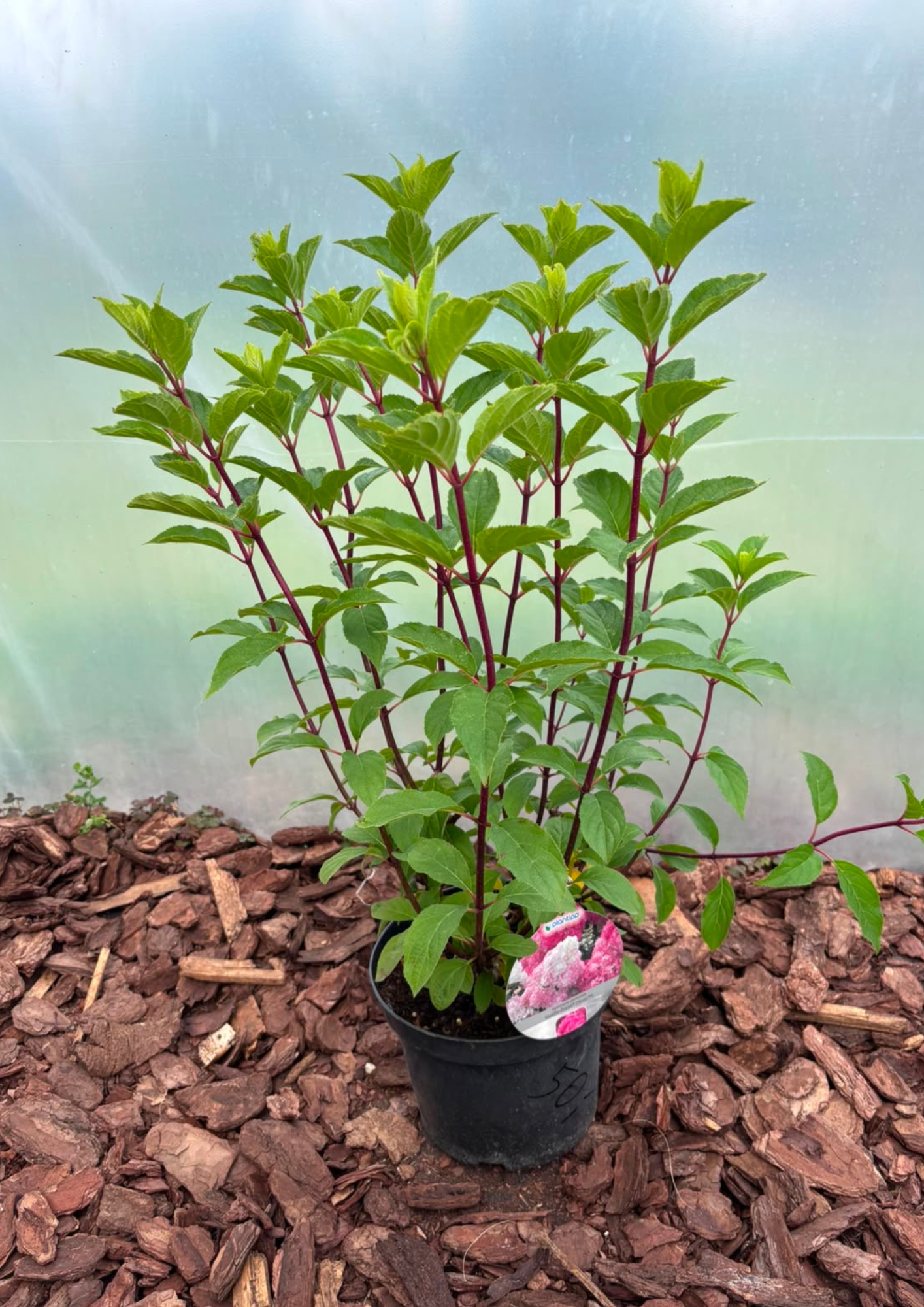 Hortensja bukietowa 'Vanille Fraise' (Hydrangea paniculata)