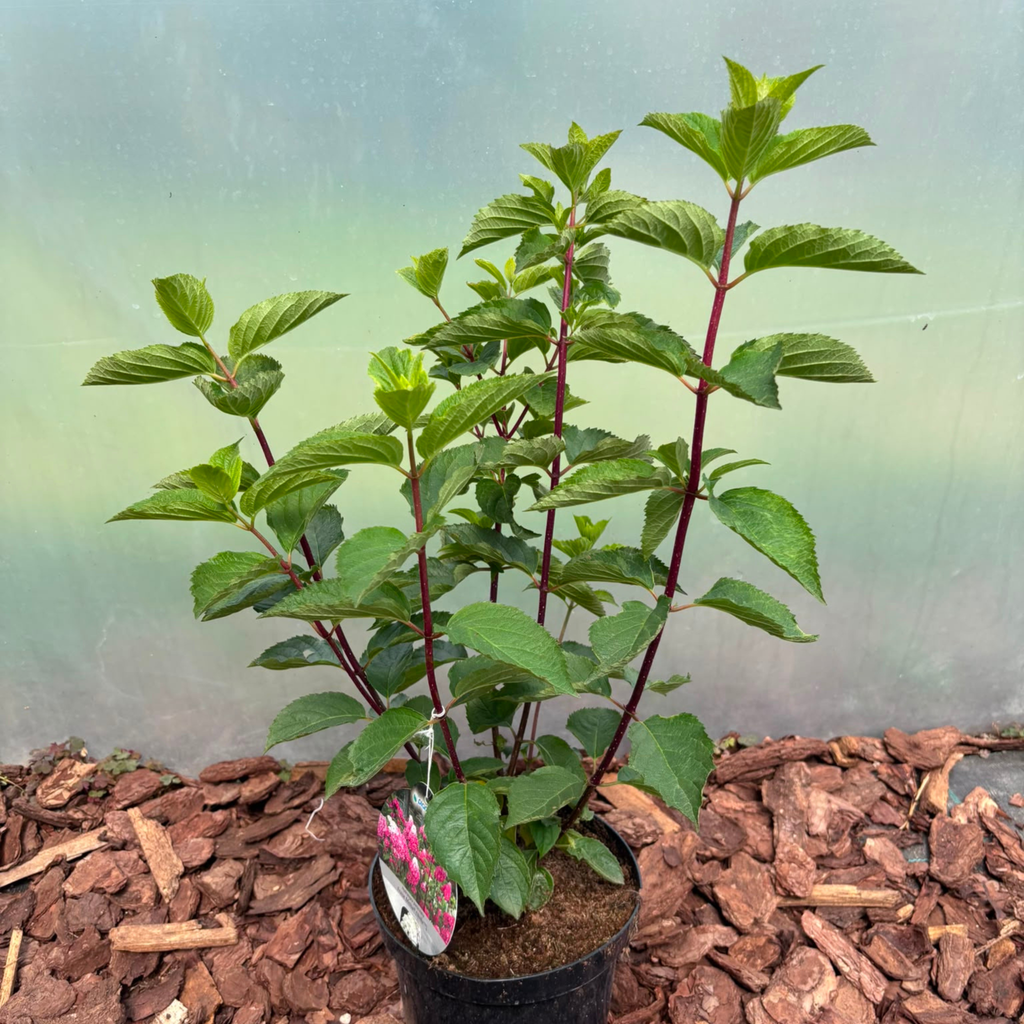 Hortensja bukietowa 'Fraise Melba' (Hydrangea paniculata)