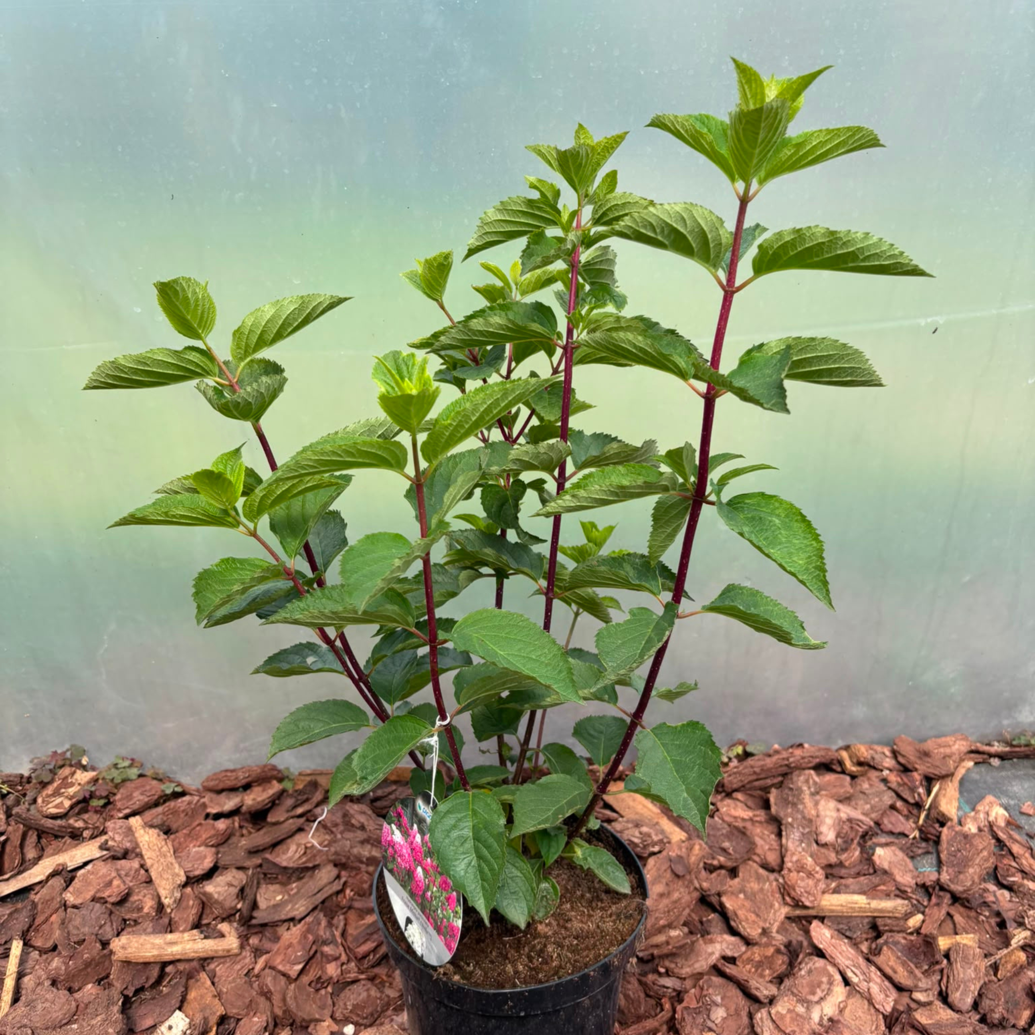 Hortensja bukietowa 'Fraise Melba' (Hydrangea paniculata)