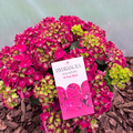 Hortensja HI FIRE RED Hydrangea macrophylla