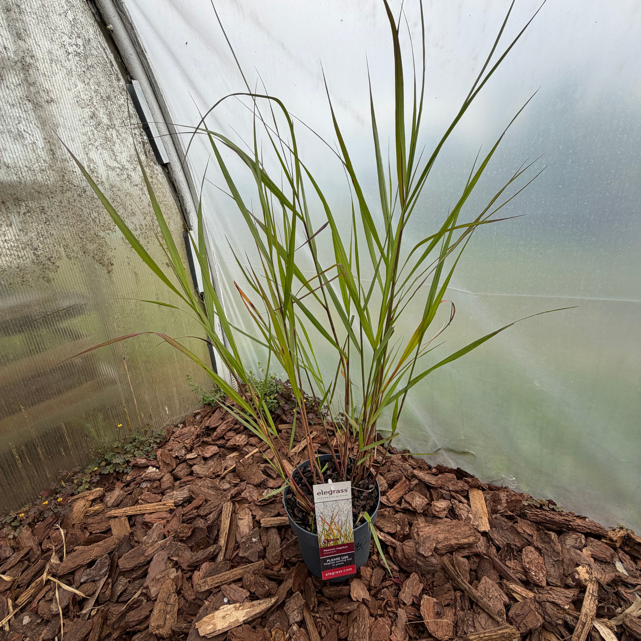 Proso rózgowate 'Shenandoah' (Panicum virgatum)