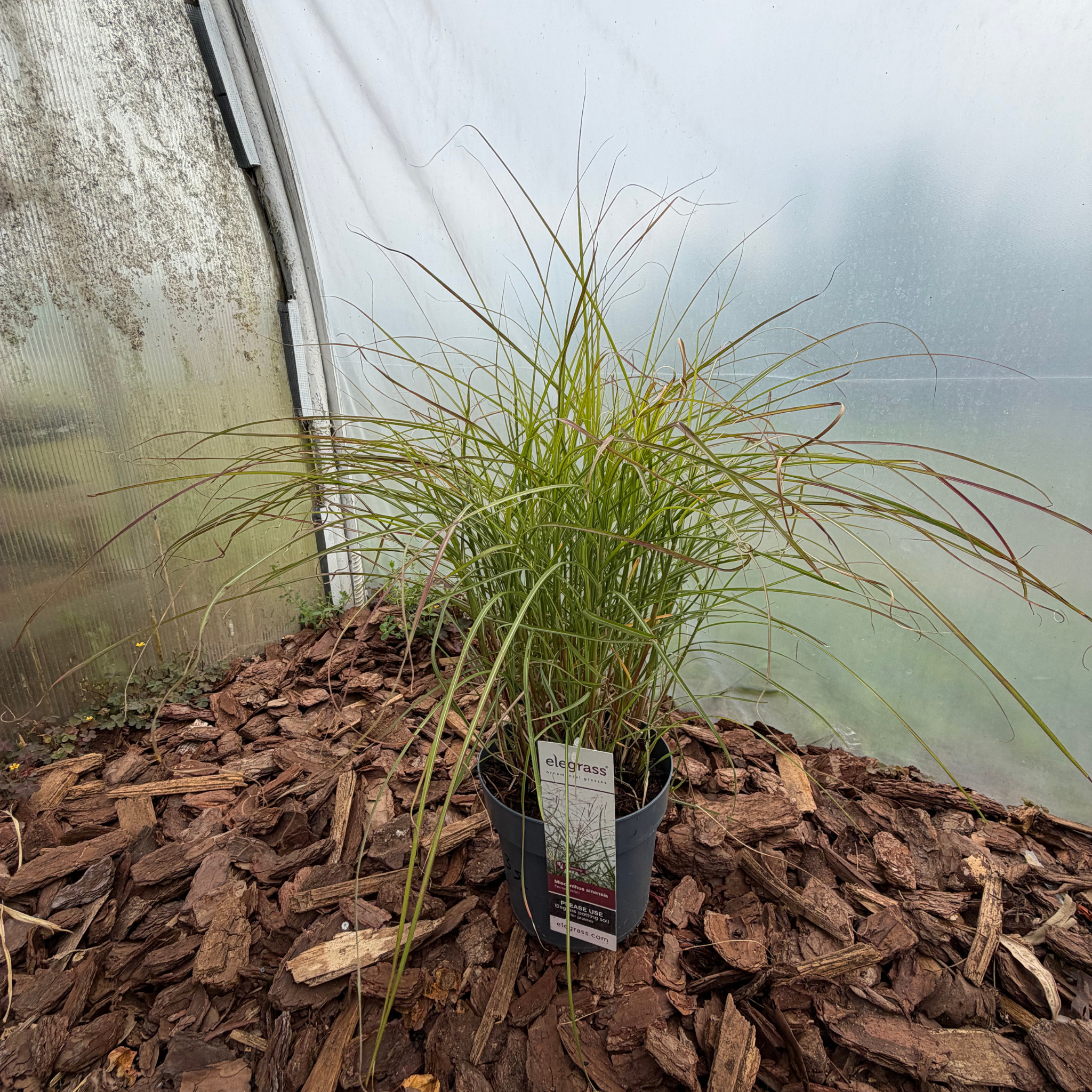 Miskant chiński 'Ferner Osten' (Miscanthus sinensis)