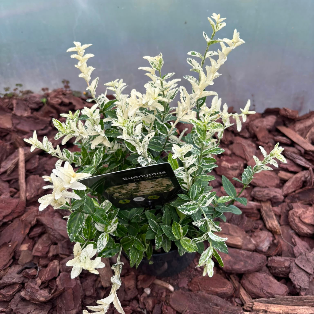 Trzmielina Fortune'a 'Harlequin' Euonymus fortunei 'Harlequin'