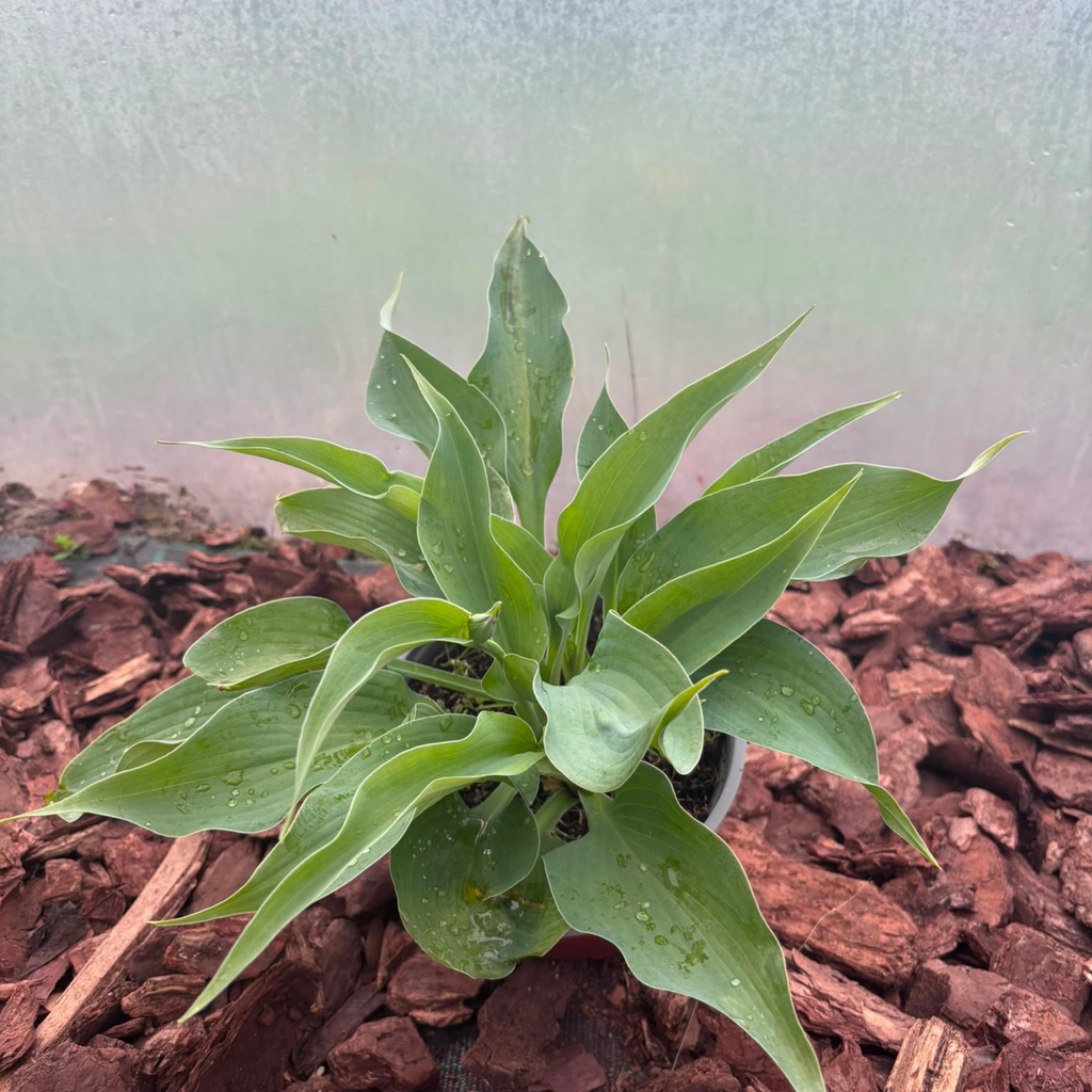 Funkia Blue Angel (Hosta Blue Angel)
