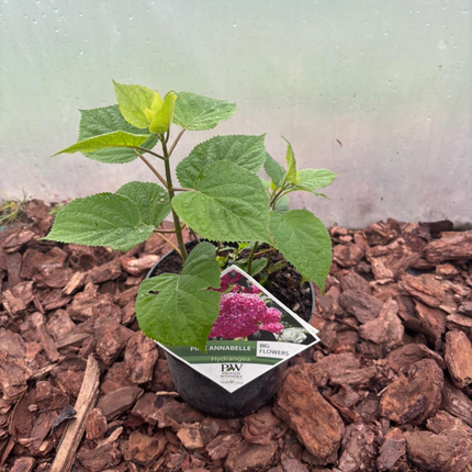 Hortensja Pink Annabelle®  Różowa Hortensja o Ogromnych Kwiatach