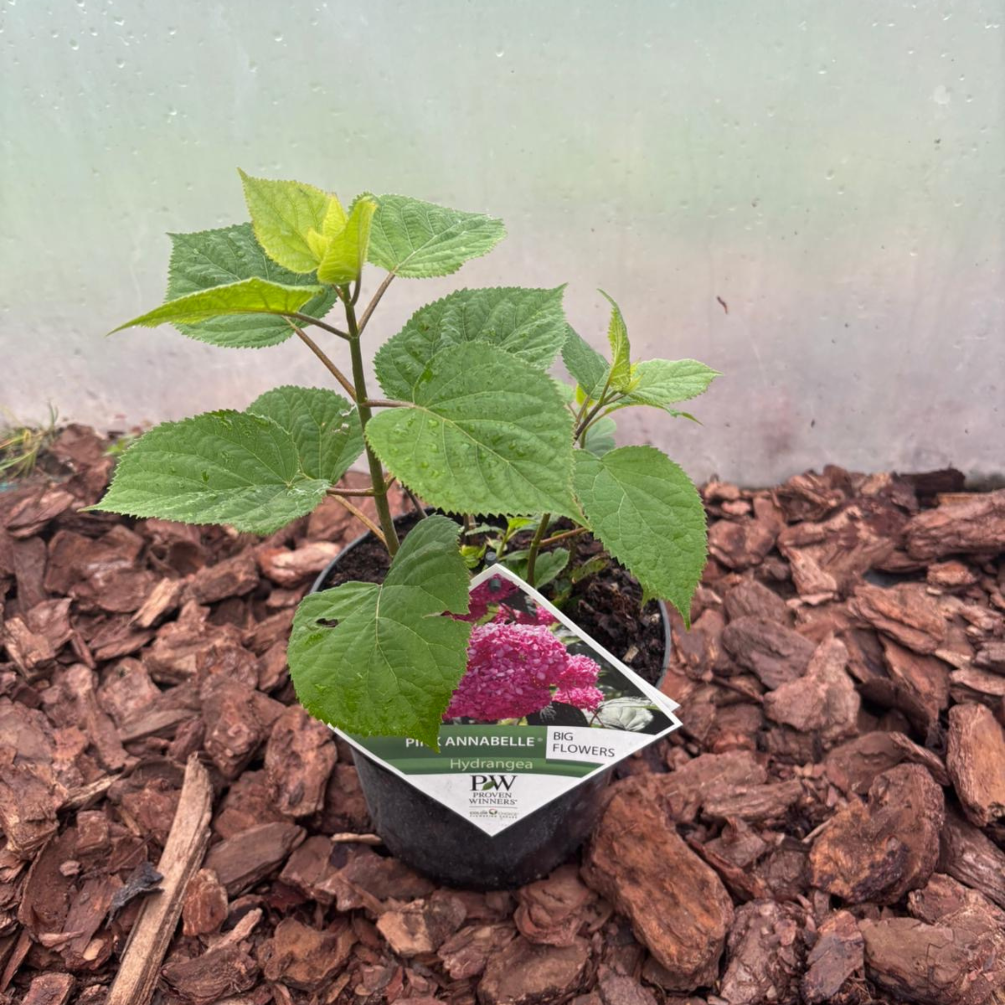 Hortensja Pink Annabelle®  Różowa Hortensja o Ogromnych Kwiatach