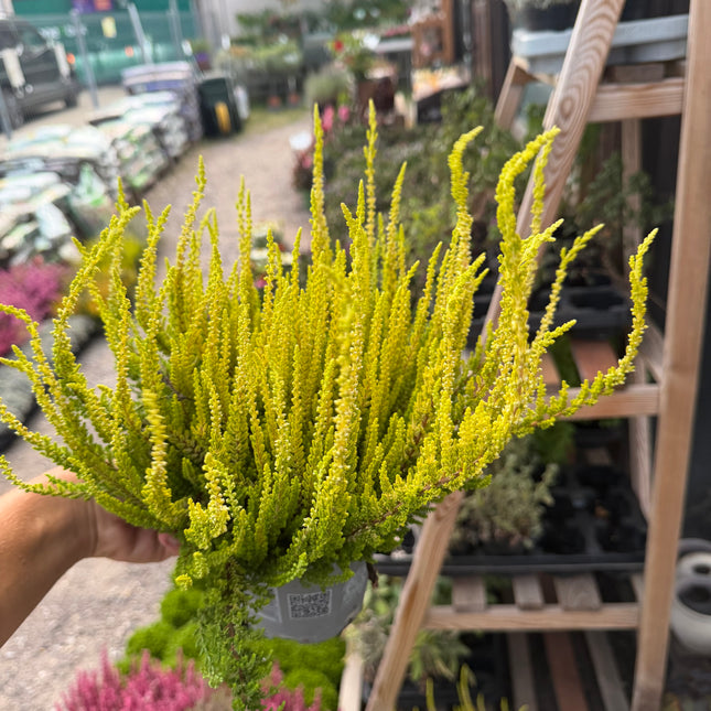 Wrzos złoty (Calluna vulgaris)
