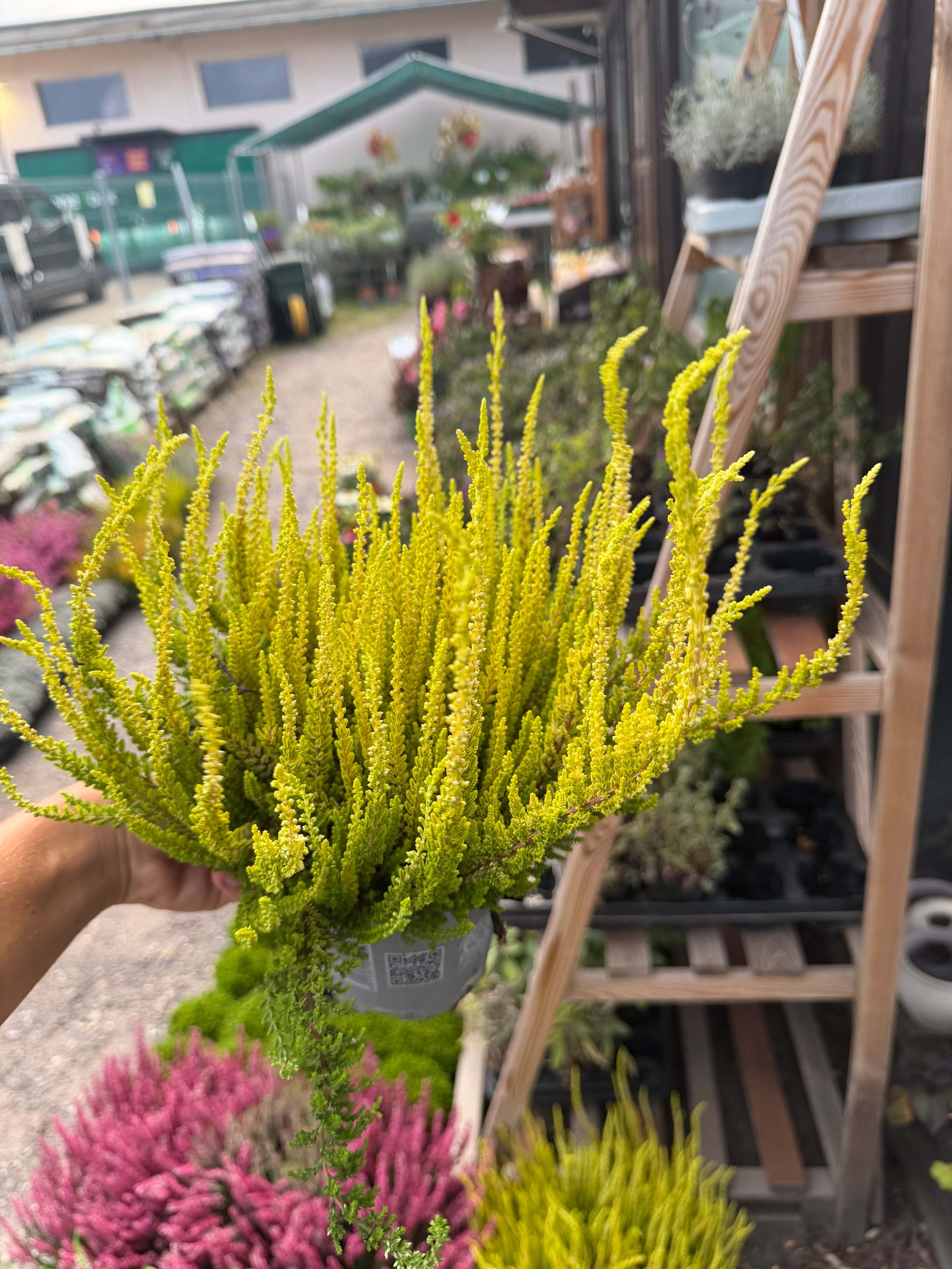 Wrzos złoty (Calluna vulgaris)
