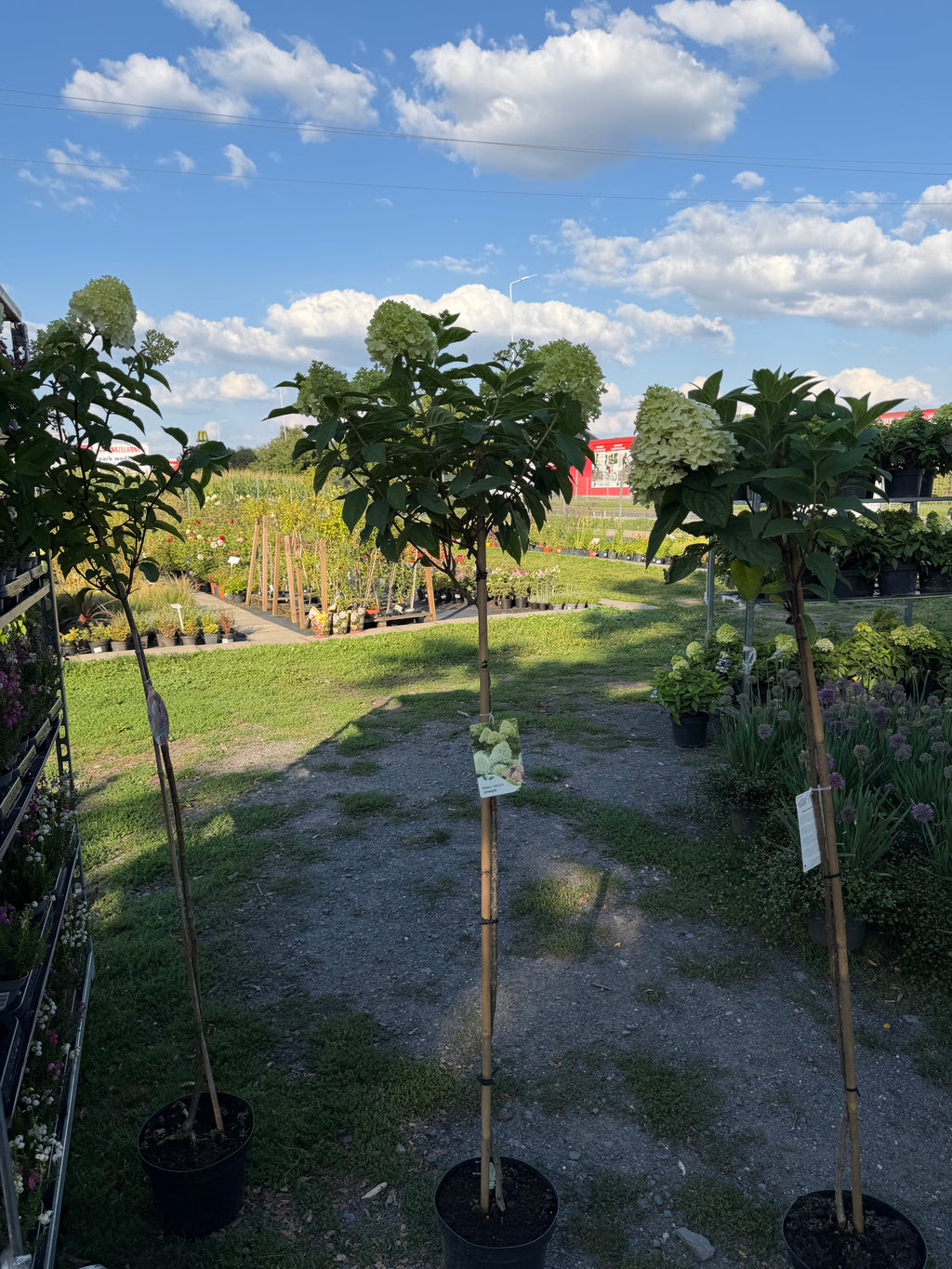 Hortensja bukietowa Limelight® na pniu 165 cm | Hydrangea paniculata