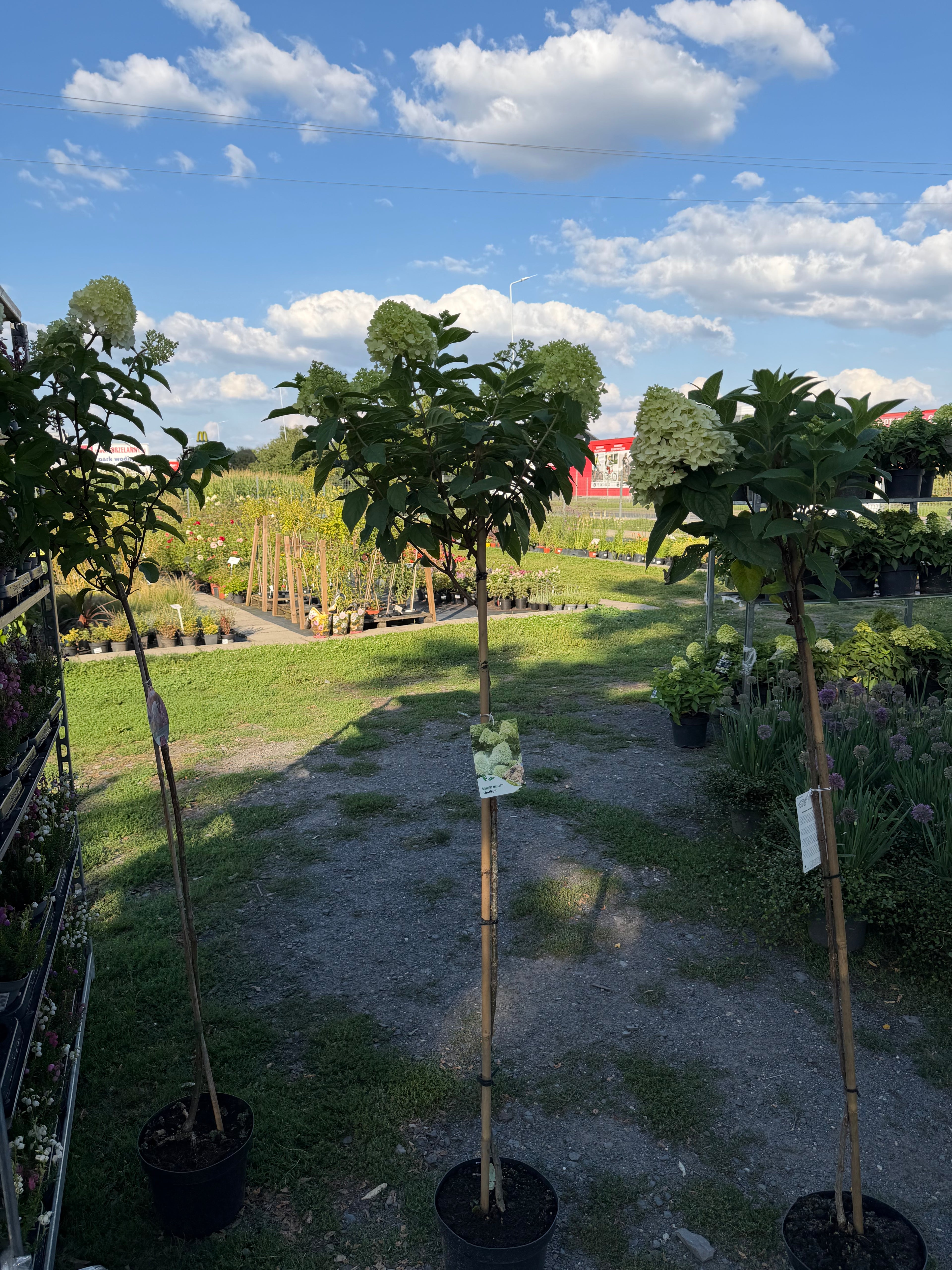 Hortensja bukietowa Limelight® na pniu 165 cm | Hydrangea paniculata