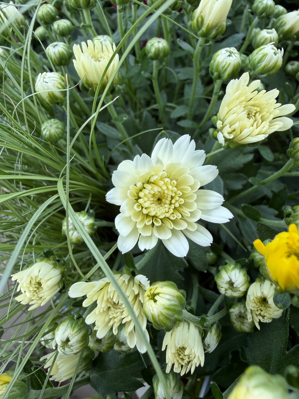 kompozycja z białą chryzantemą, turzycą i srebrnym starcem