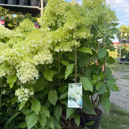 Hortensja bukietowa Minty Spirit® (Hydrangea paniculata)