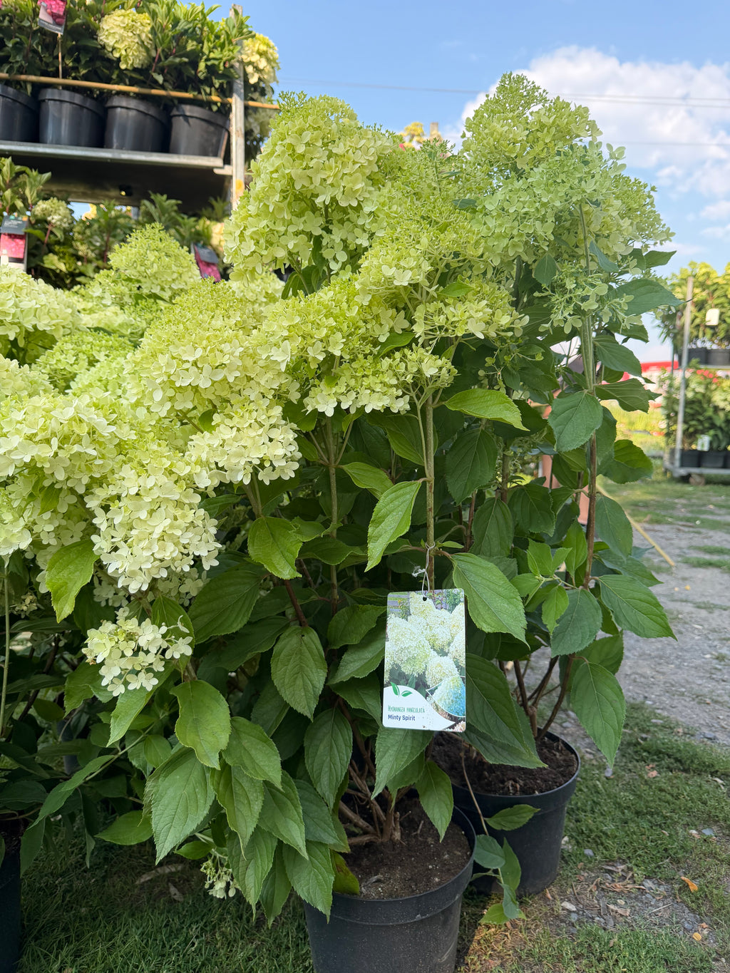 Hortensja bukietowa Minty Spirit® (Hydrangea paniculata)