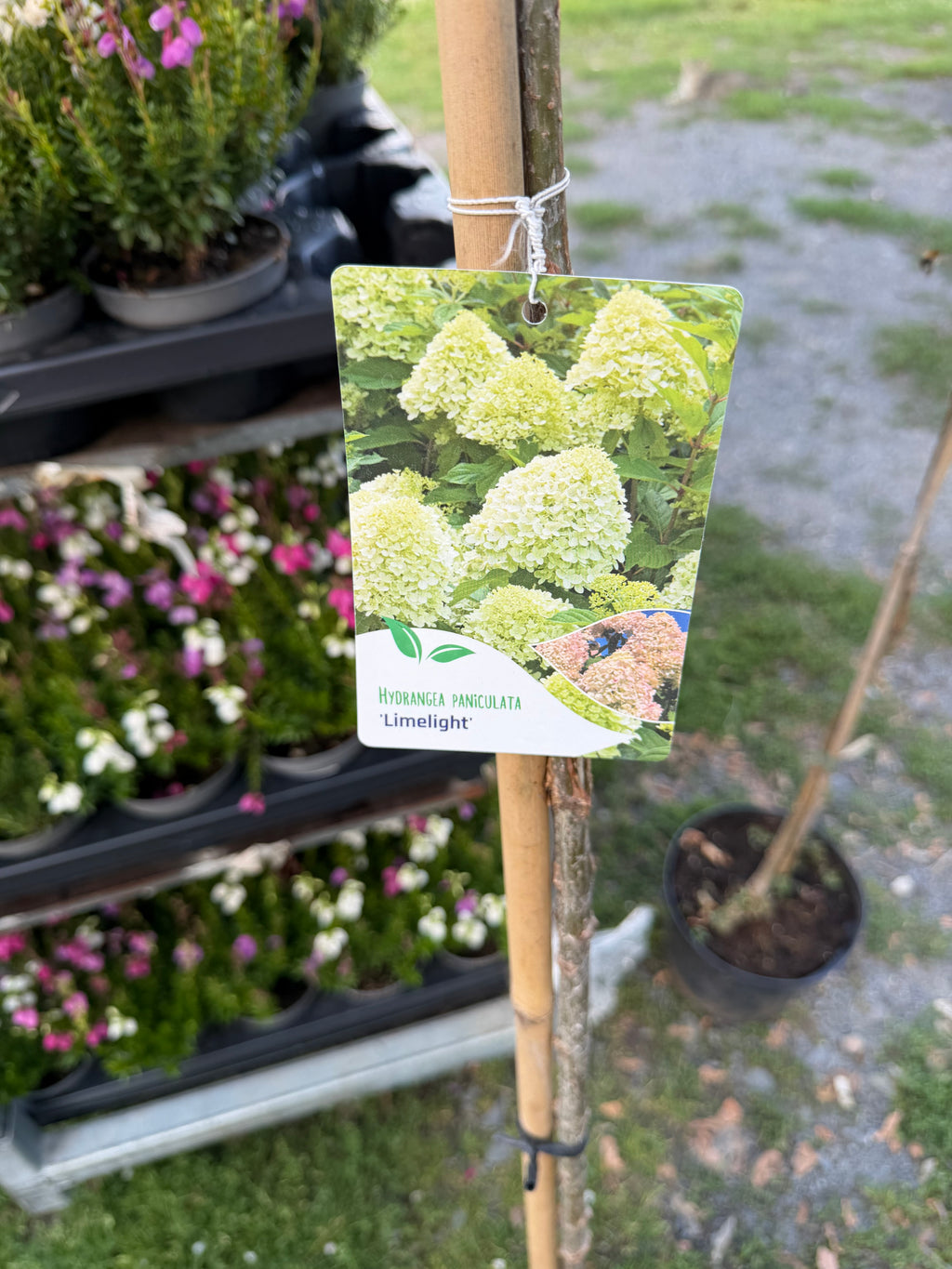 Hortensja bukietowa Limelight® na pniu 165 cm | Hydrangea paniculata