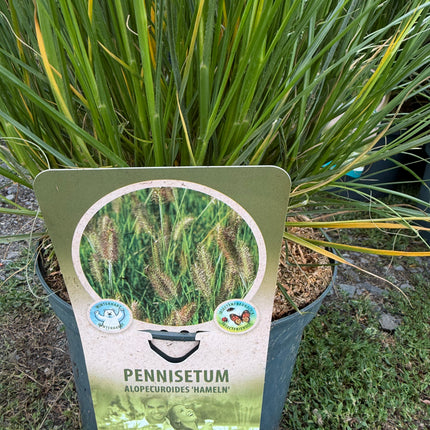 Rozplenica japońska ‘Hameln’ Pennisetum alopecuroides, trawa z puszystymi kłosami