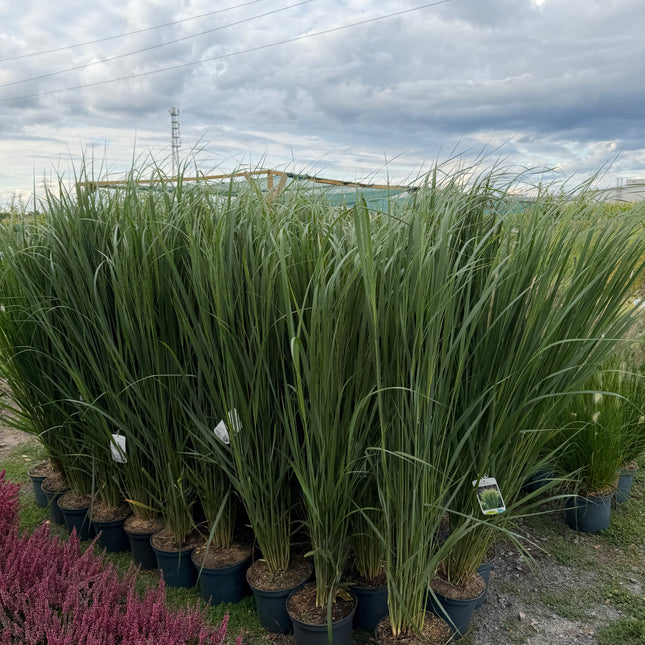 PROSO RÓZGOWATE ‘NORTHWIND’ – PANICUM VIRGATUM, PIONOWA TRAWA