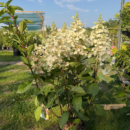 Hortensja bukietowa 'Candlelight' (Hydrangea paniculata)