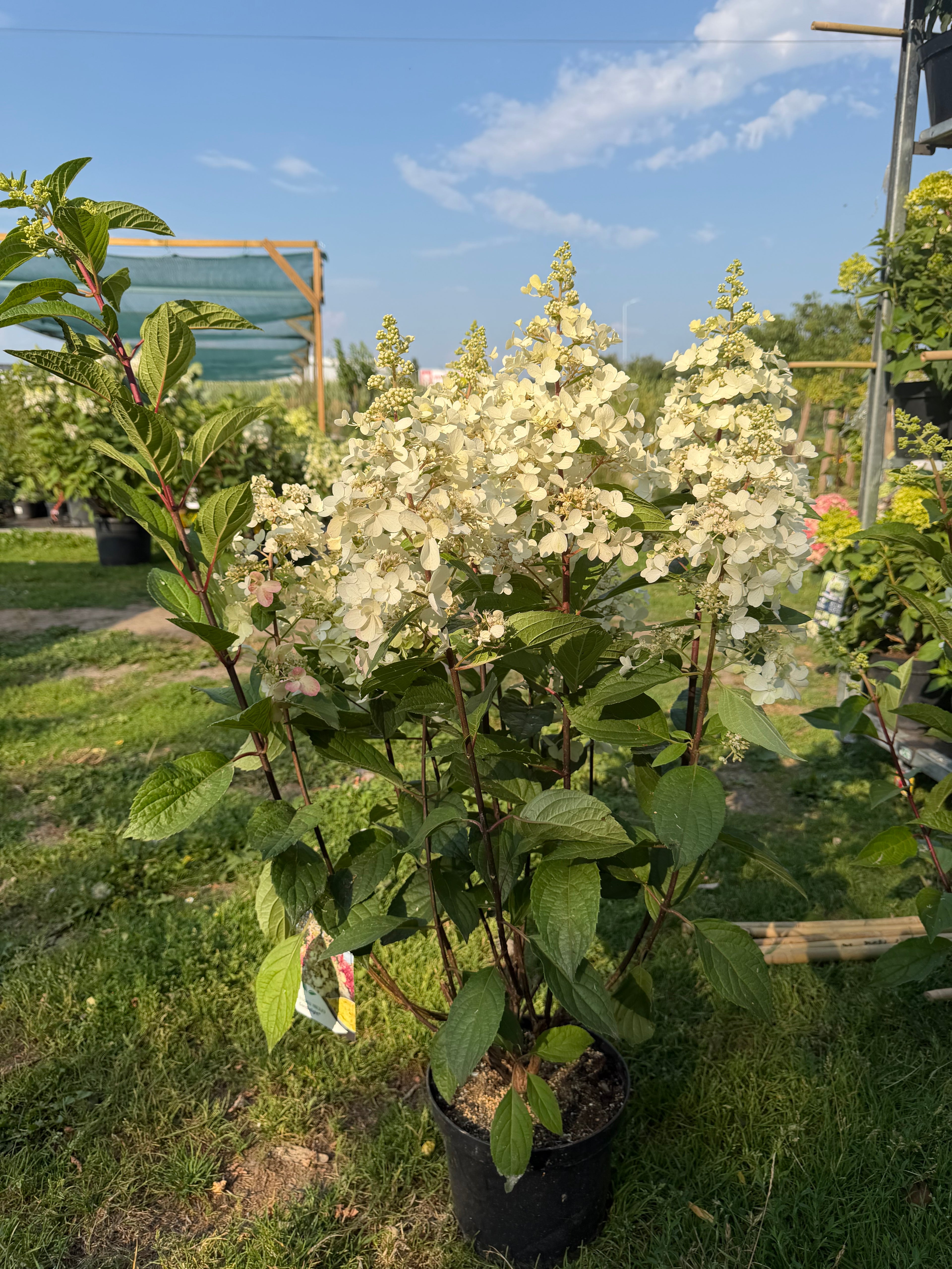 Hortensja bukietowa 'Candlelight' (Hydrangea paniculata)