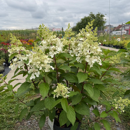 Hortensja bukietowa 'Candlelight' (Hydrangea paniculata)