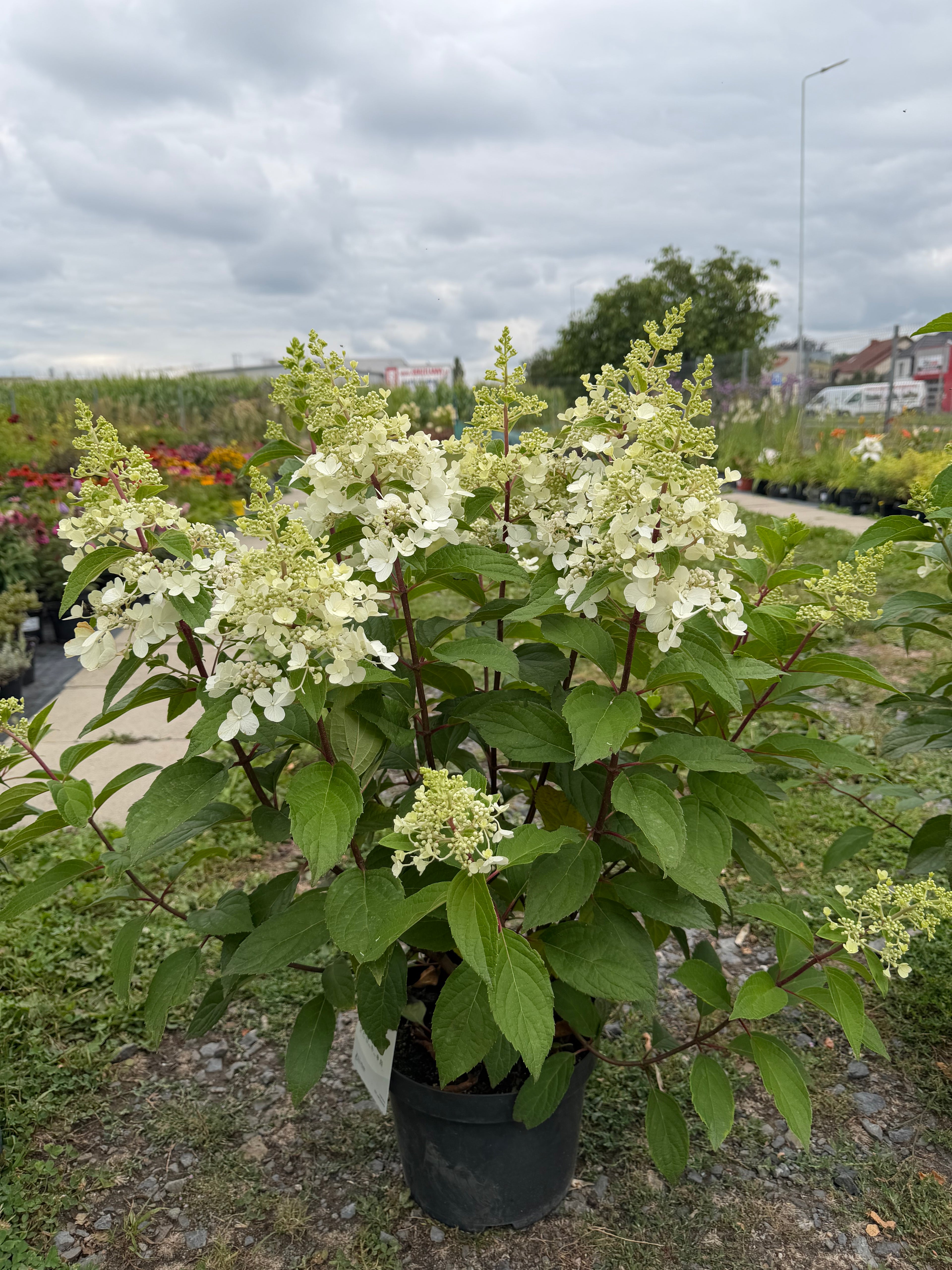 Hortensja bukietowa 'Candlelight' (Hydrangea paniculata)