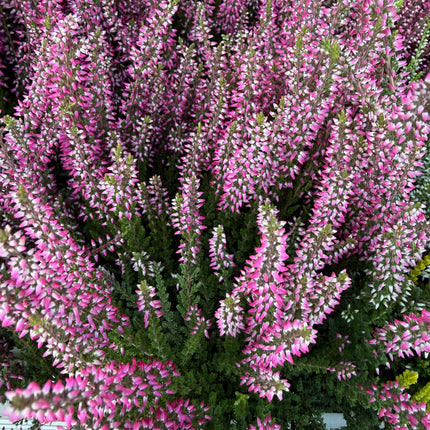 Wrzos pospolity Calluna vulgaris – wieloletni, zimozielony