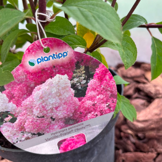 Hortensja bukietowa 'Vanille Fraise' (Hydrangea paniculata)