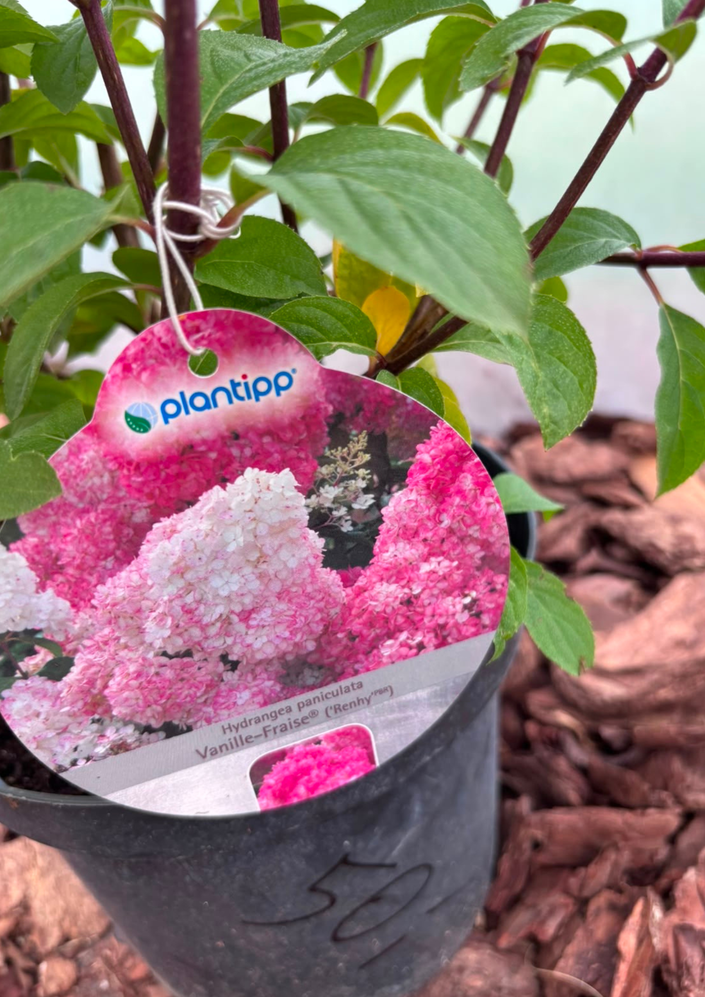 Hortensja bukietowa 'Vanille Fraise' (Hydrangea paniculata)