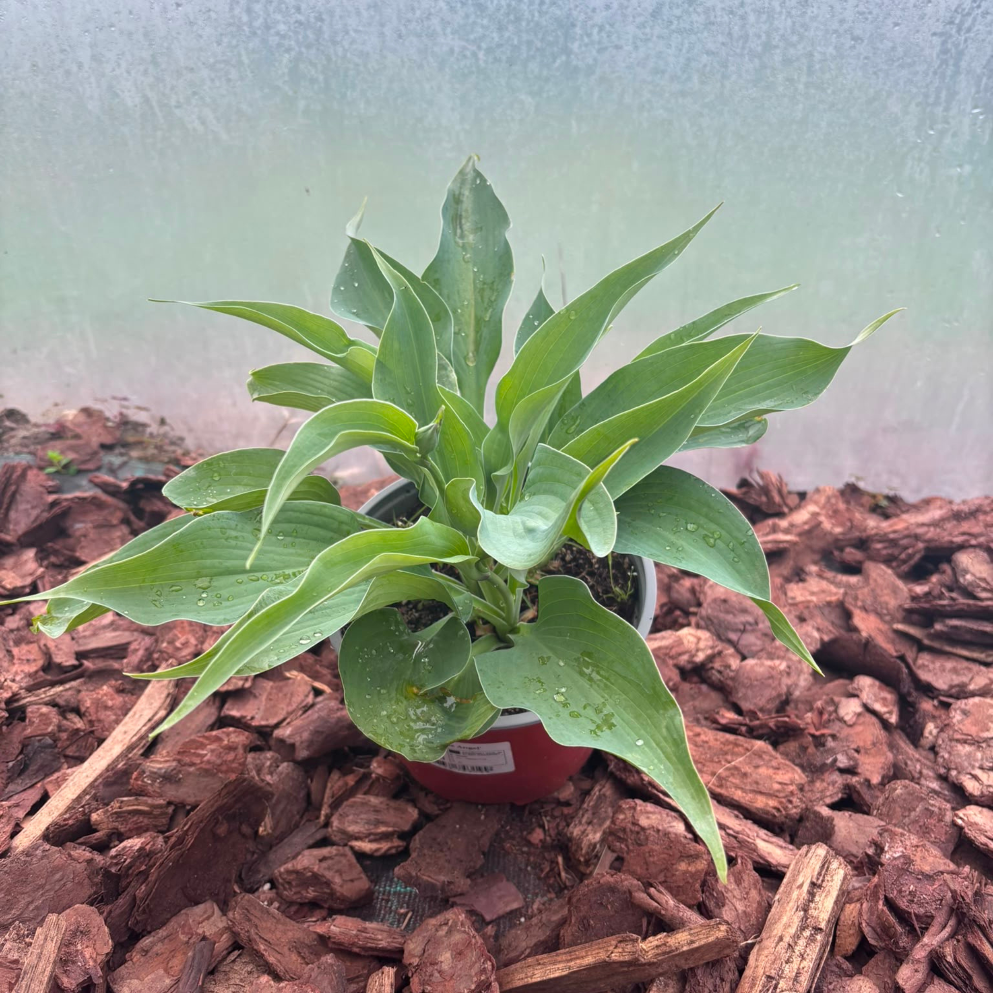 Funkia Blue Angel (Hosta Blue Angel)