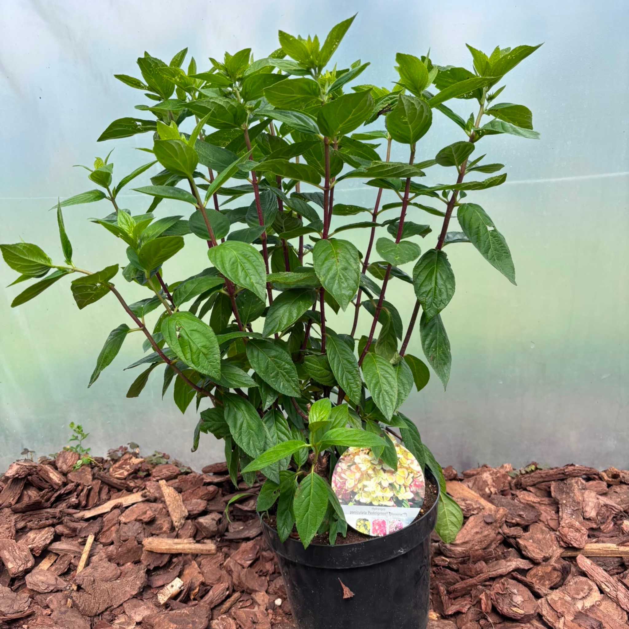 Hortensja bukietowa 'Pastelgreen' (Hydrangea paniculata)