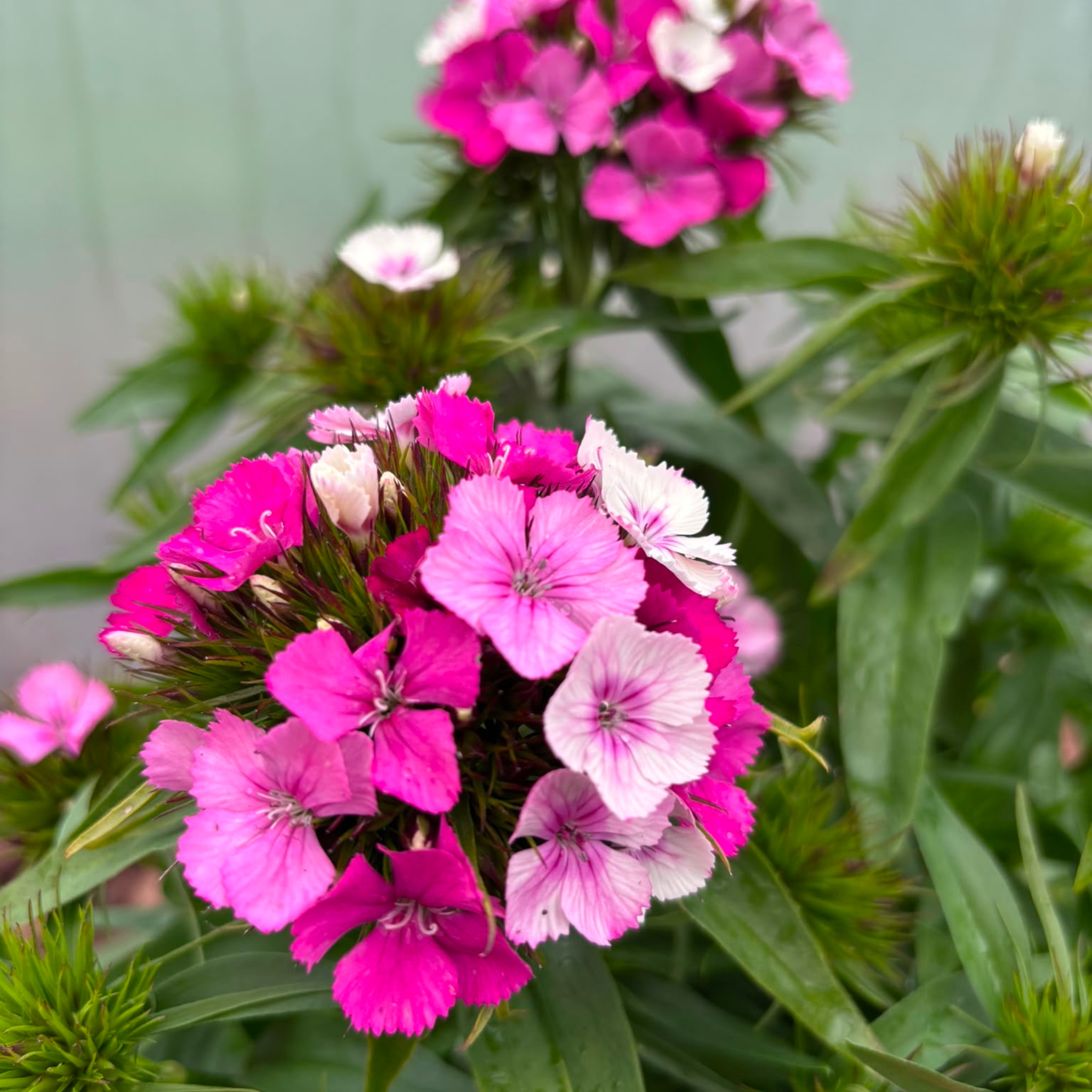 Goździk Brodaty Dianthus barbatus